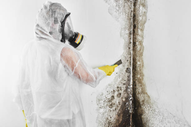 Best Industrial Mold Remediation in Gladstone, MI