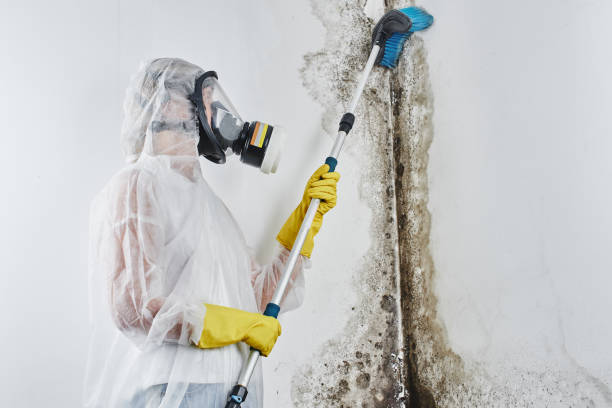 Best Crawl Space Mold Remediation in Gladstone, MI