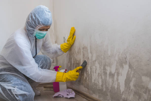 Best Crawl Space Mold Remediation in Gladstone, MI
