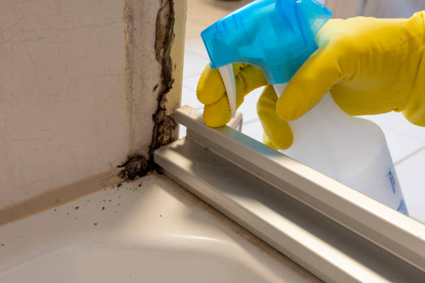 Best Insurance-Related Mold Remediation in Gladstone, MI